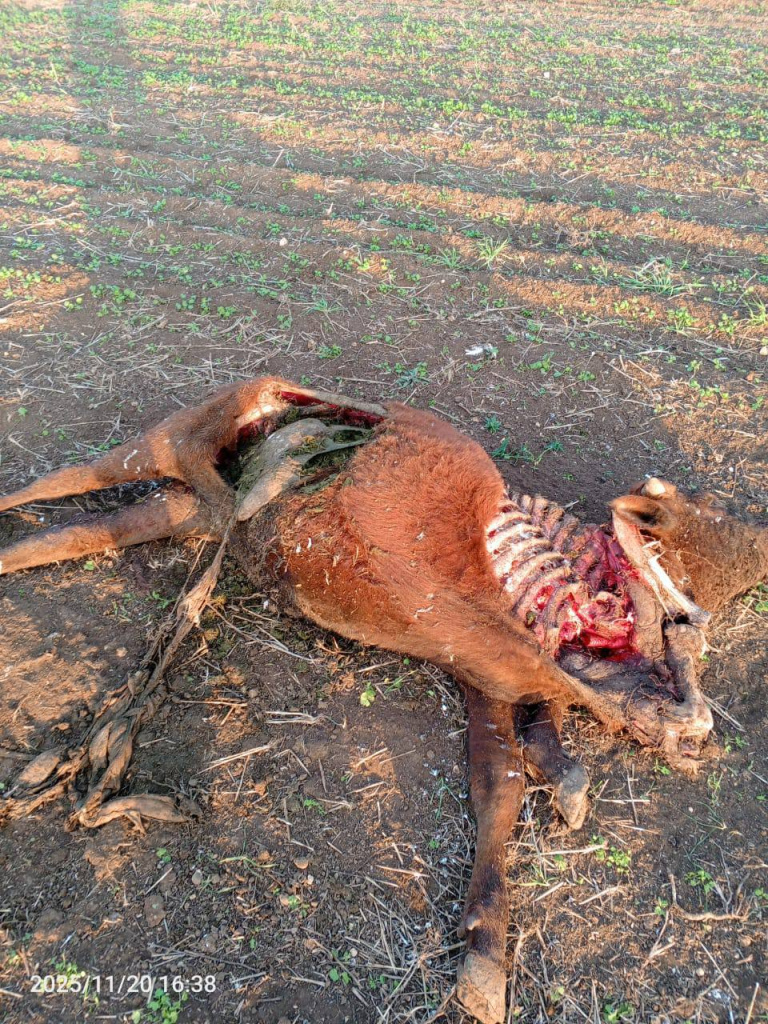 IMG_20260518_132108_529.jpg