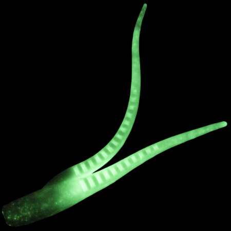 Силикон BlackSea Chimera цв: Салатовый