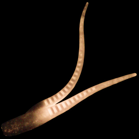 Силикон BlackSea Chimera цв: Гламур. Розовый